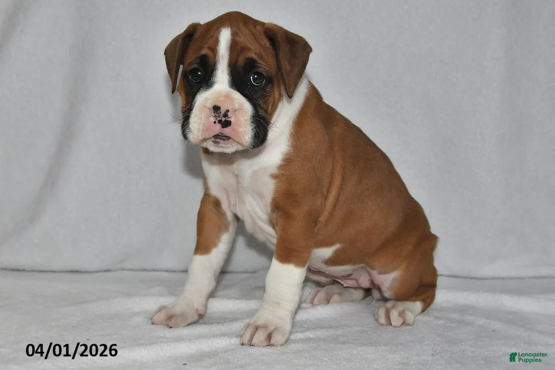 Boxer dogs for sale: Mia - Ad 1