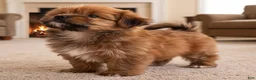 Morkie dogs for sale: Jake - Ad 7