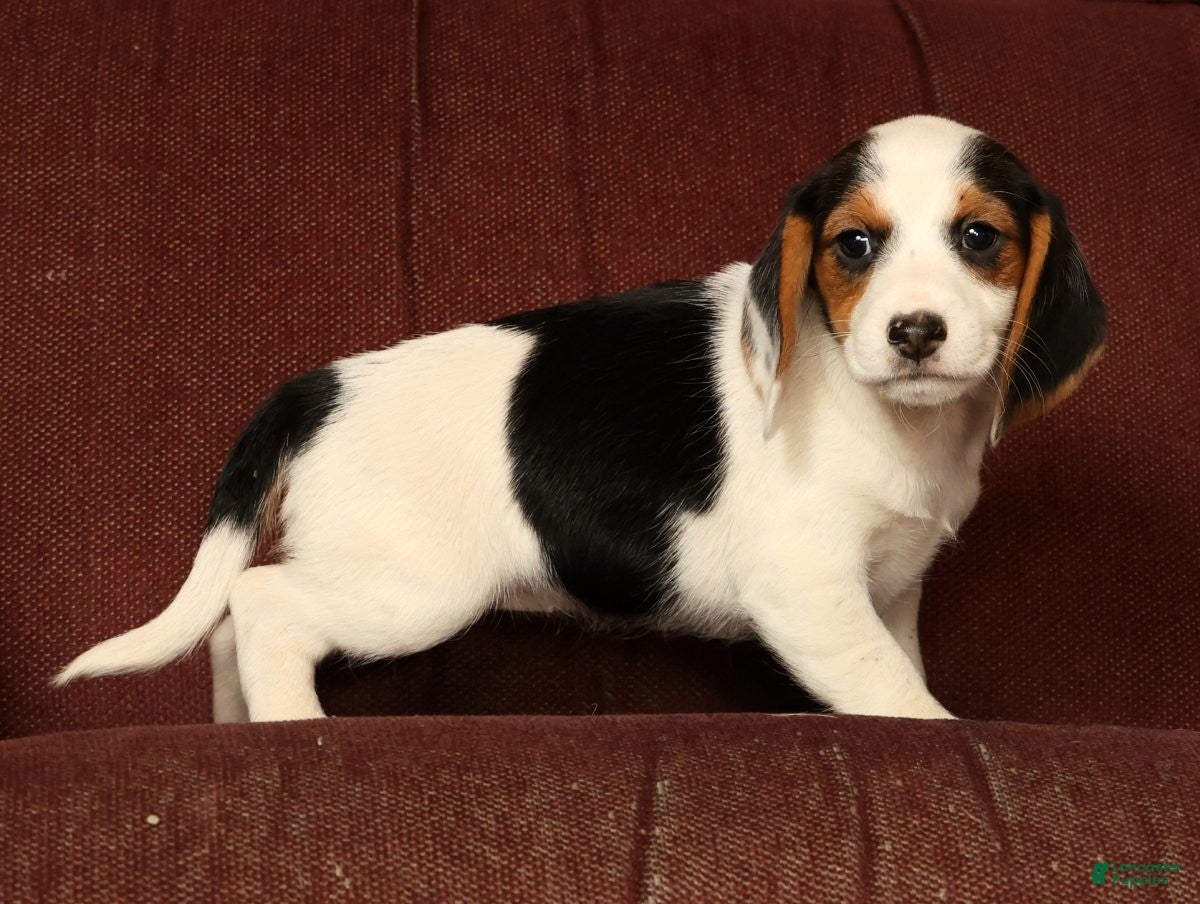 Beagle dogs for sale: Candy - Ad 7