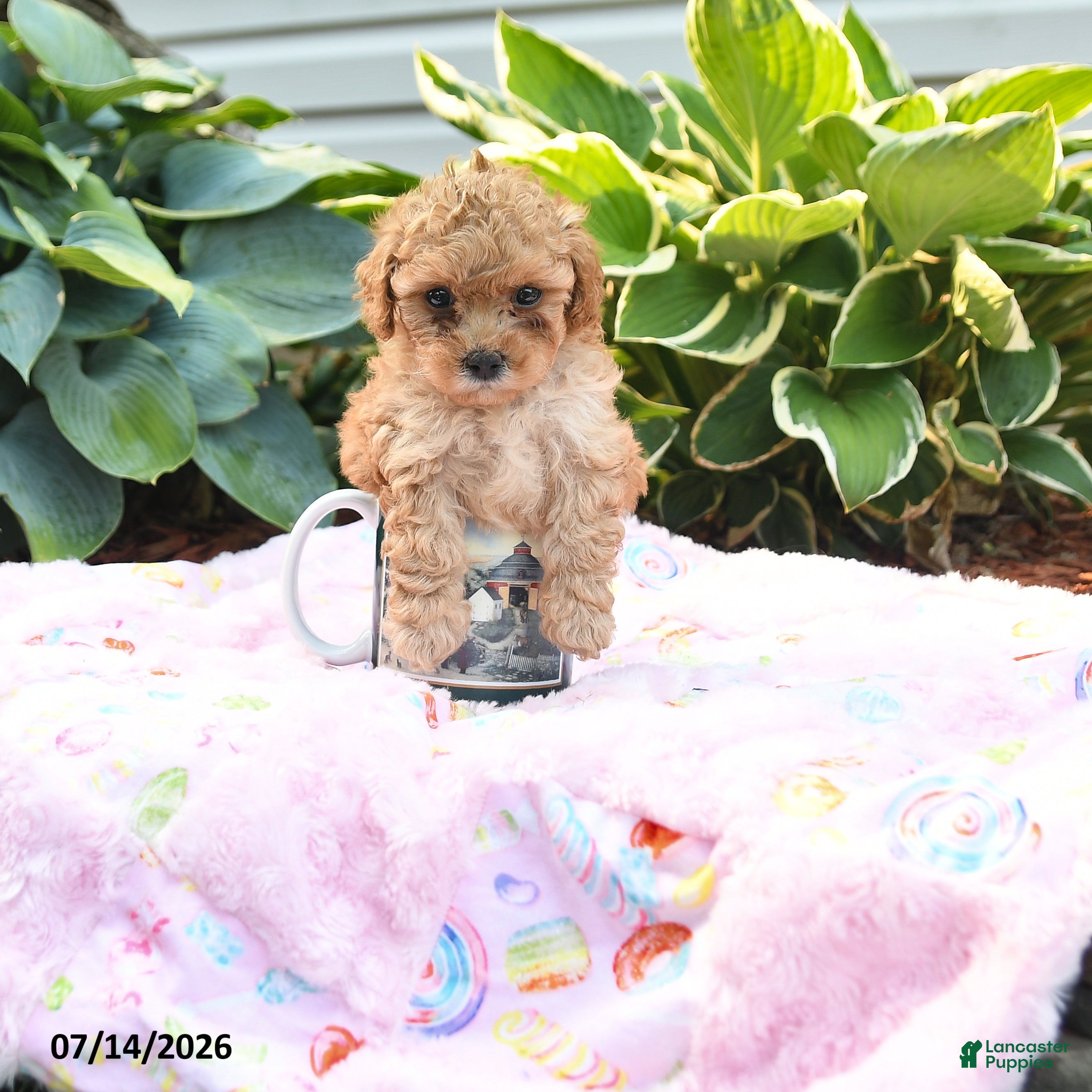 Cockapoo dogs Tiny Nina - Ad 1