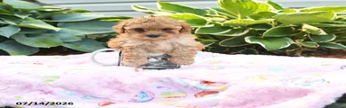 Tiny Nina