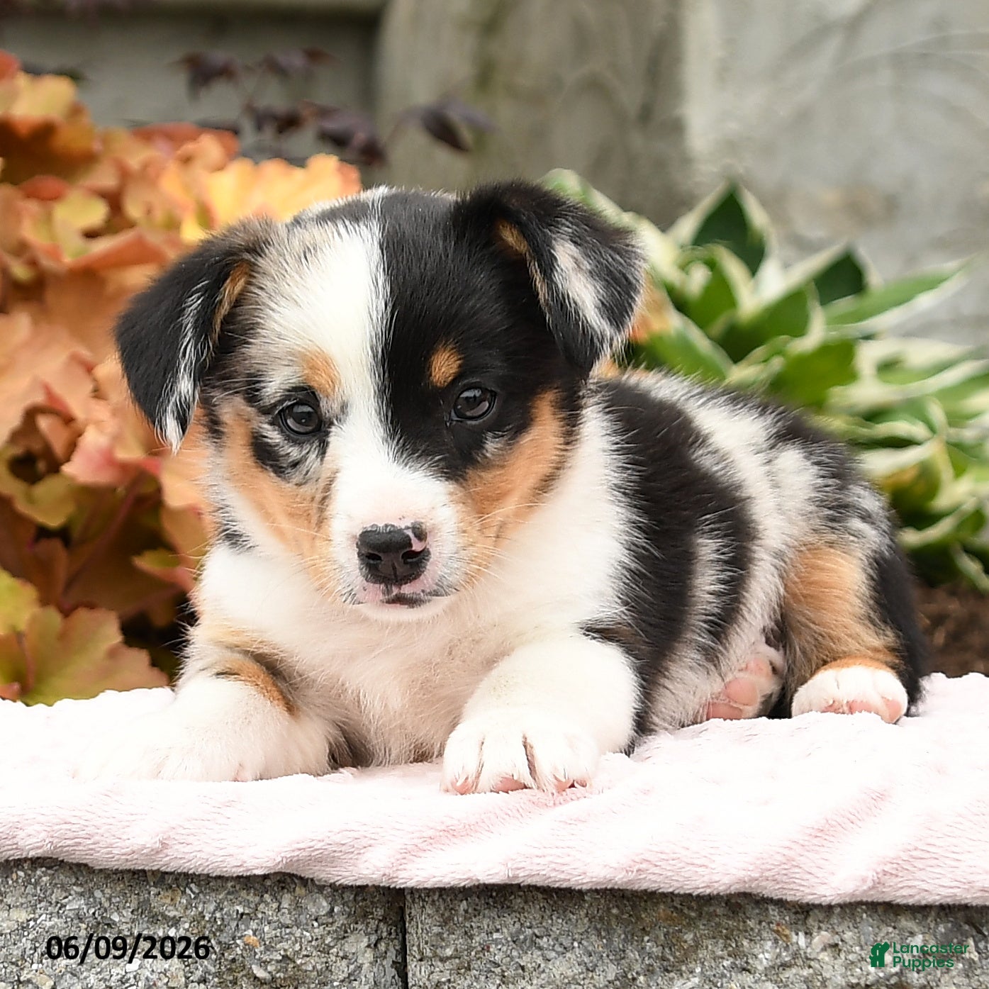 Mixed Breed dogs Nugget - Ad 2