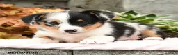 Mixed Breed dogs for sale: Nugget - Ad 2