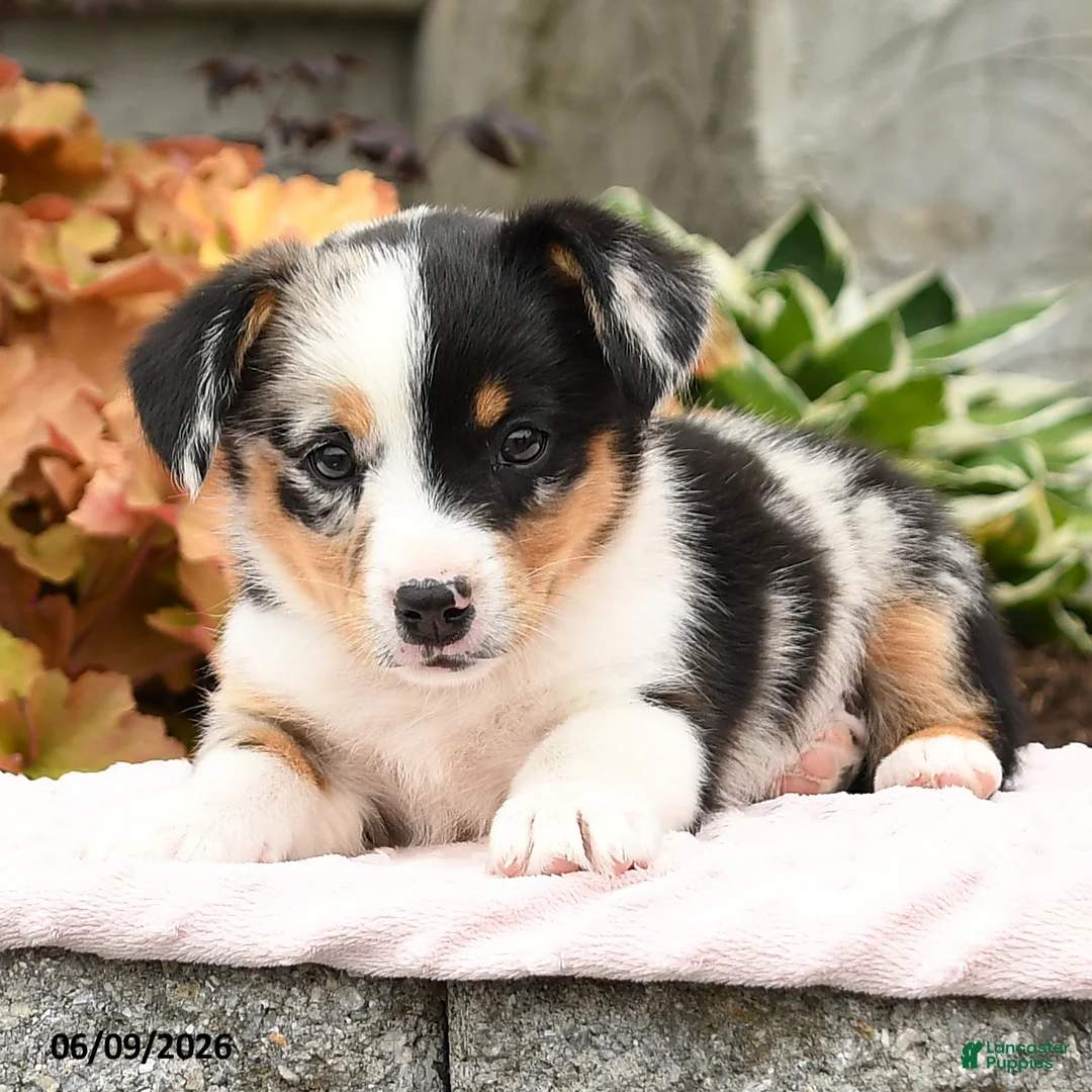 Mixed Breed dogs for sale: Nugget - Ad 2