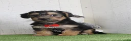 Yochon dogs for sale: Parker - Ad 4
