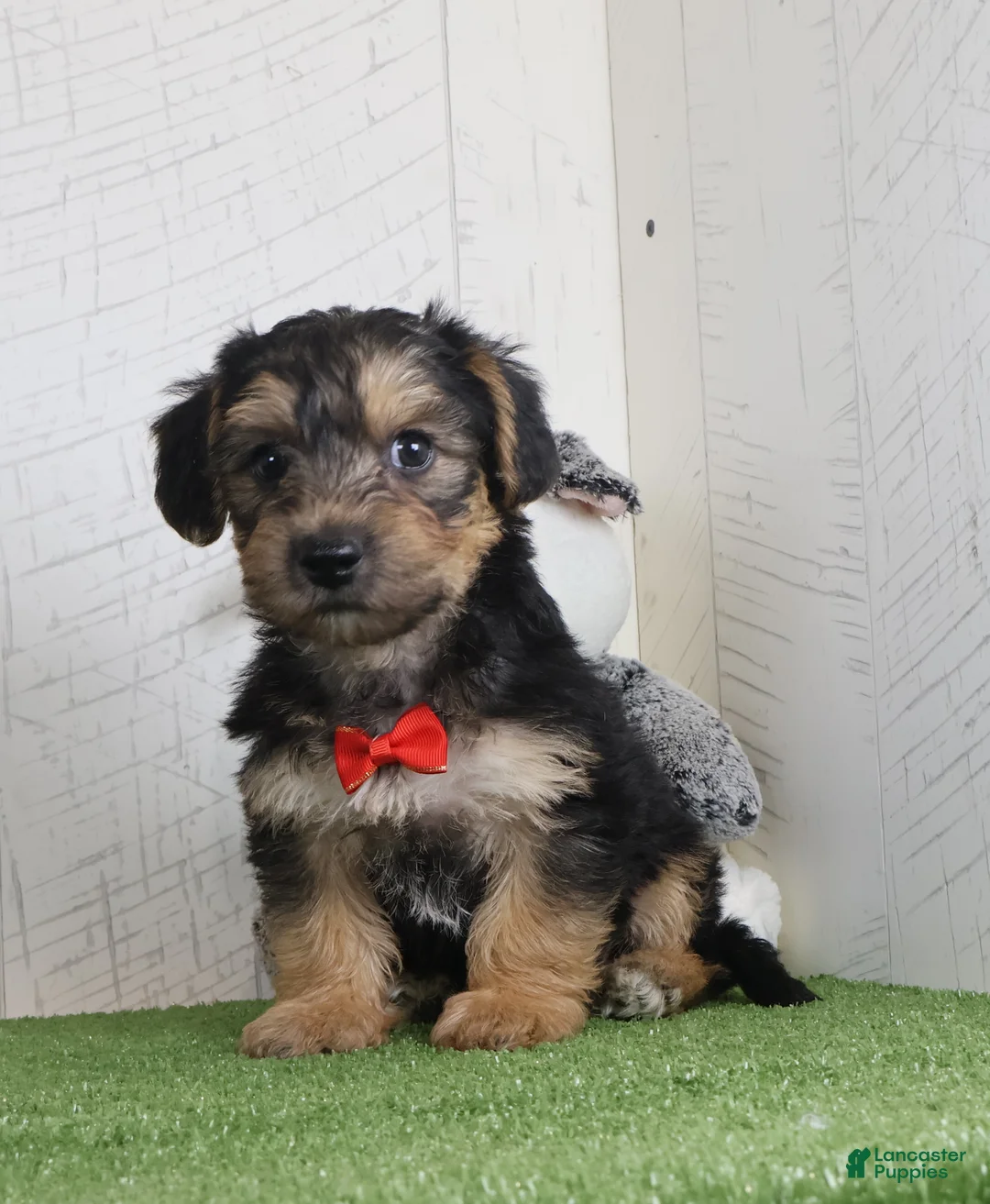 Yochon dogs for sale: Parker - Ad 4