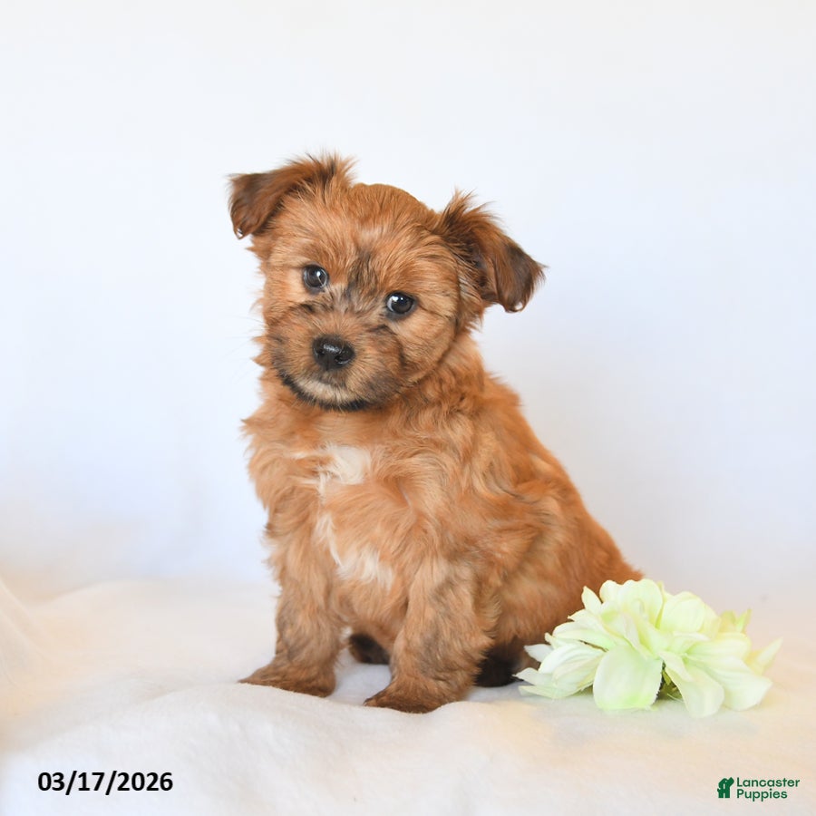 Yorkshire Terrier dogs Joy - Ad 2