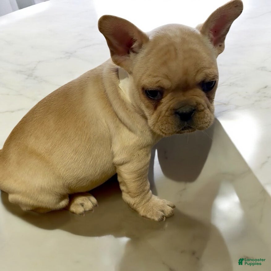 French Bulldog dogs Phoebe - Ad 15