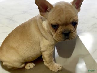French Bulldog dogs Phoebe - Ad 14