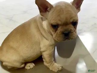 French Bulldog dogs Phoebe - Ad 12