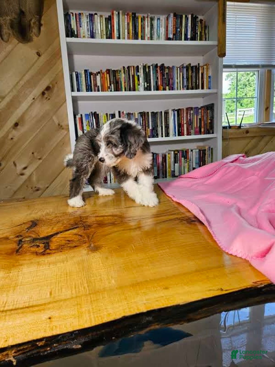 Mixed Breed dogs for sale: Sage - Ad 6