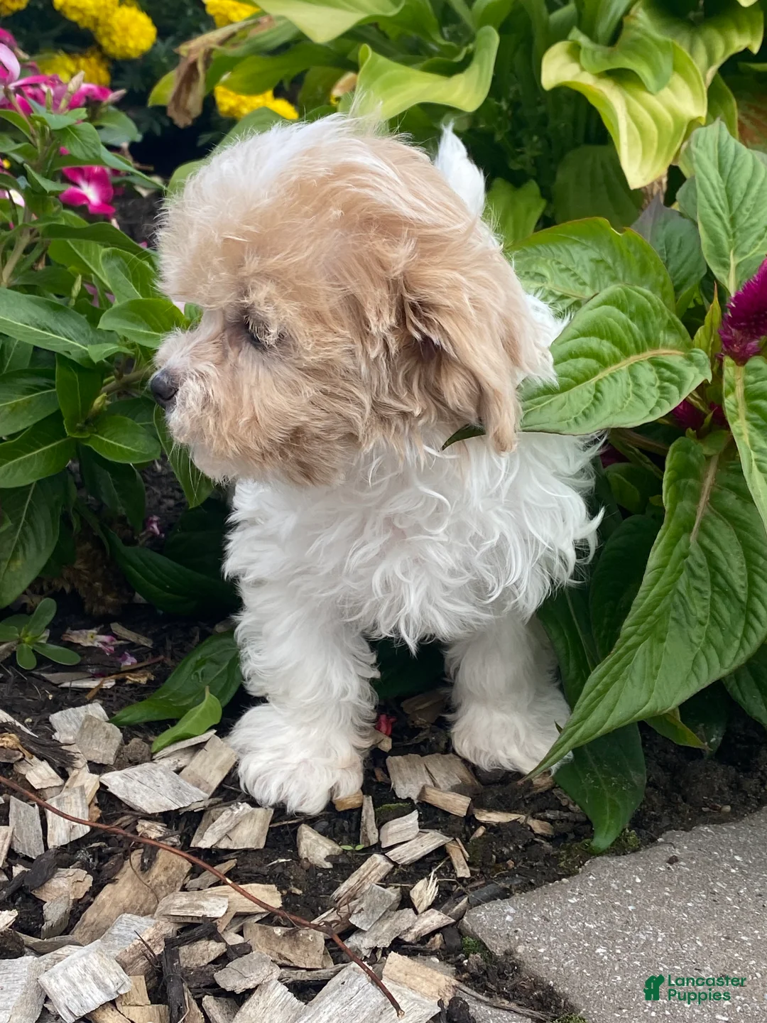 Havanese dogs for sale: Heidi  - Ad 5