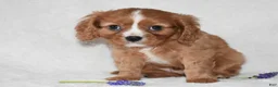 Cavalier King Charles Spaniel dogs for sale: Riley - Ad 5