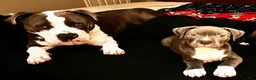 American Pit Bull Terrier dogs for sale: American Pit Bull Terrier Puppy 1 - Ad 4
