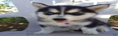 Siberian Husky 4