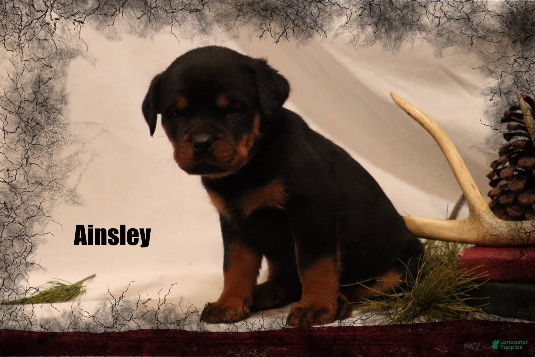 Rottweiler dogs Ainsley - Ad 29