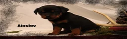 Rottweiler dogs for sale: Ainsley - Ad 1