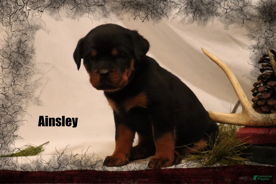 Rottweiler dogs for sale: Ainsley - Ad 1
