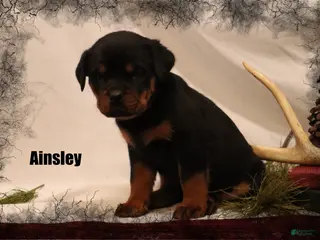 Rottweiler dogs Ainsley - Ad 27