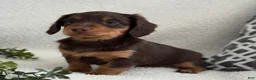 Miniature Dachshund dogs for sale: Tarla - Ad 6