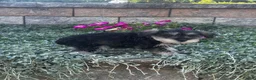 Miniature Schnauzer dogs for sale: Kit Kat  - Ad 2