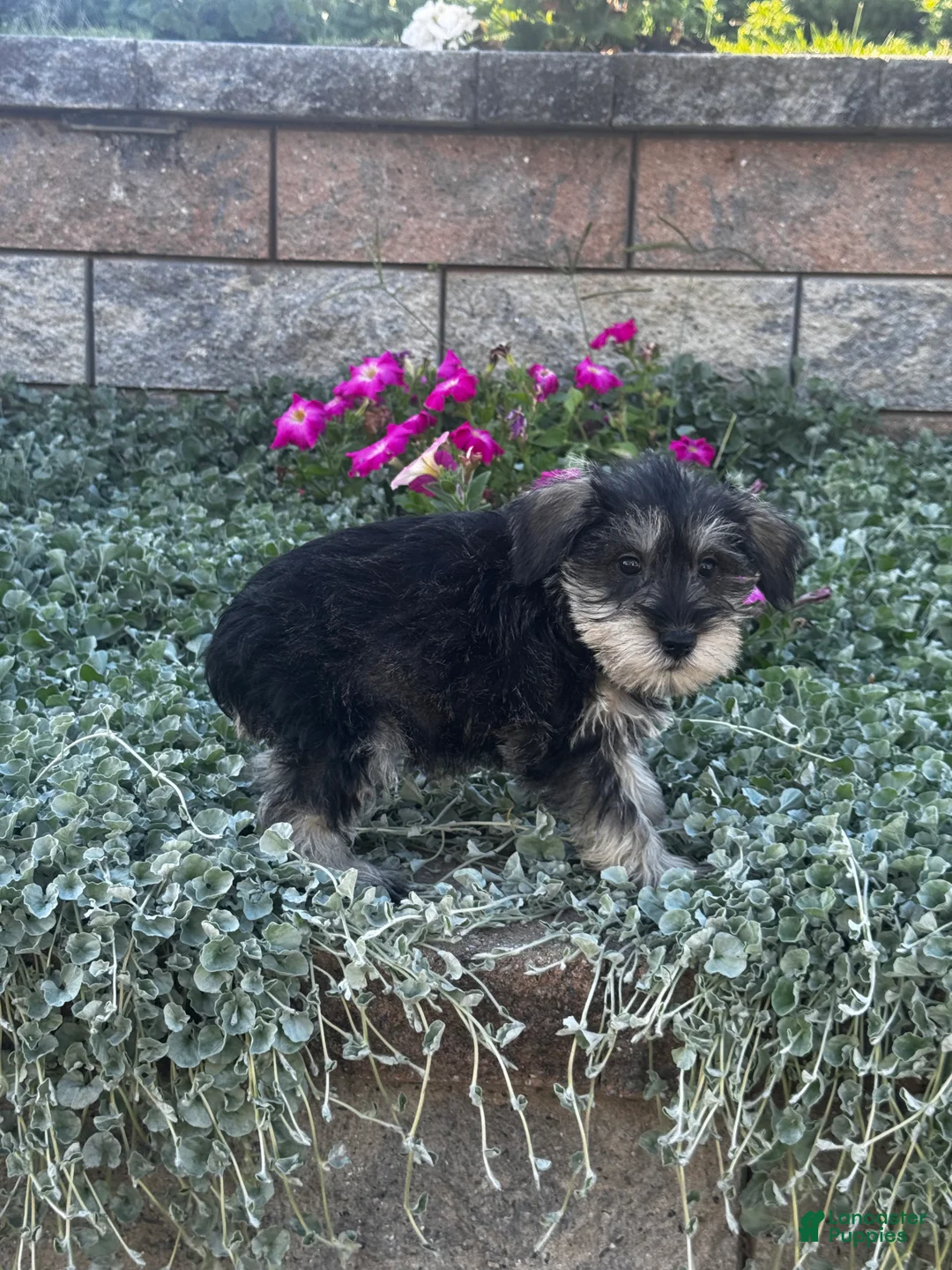 Miniature Schnauzer dogs for sale: Kit Kat  - Ad 2