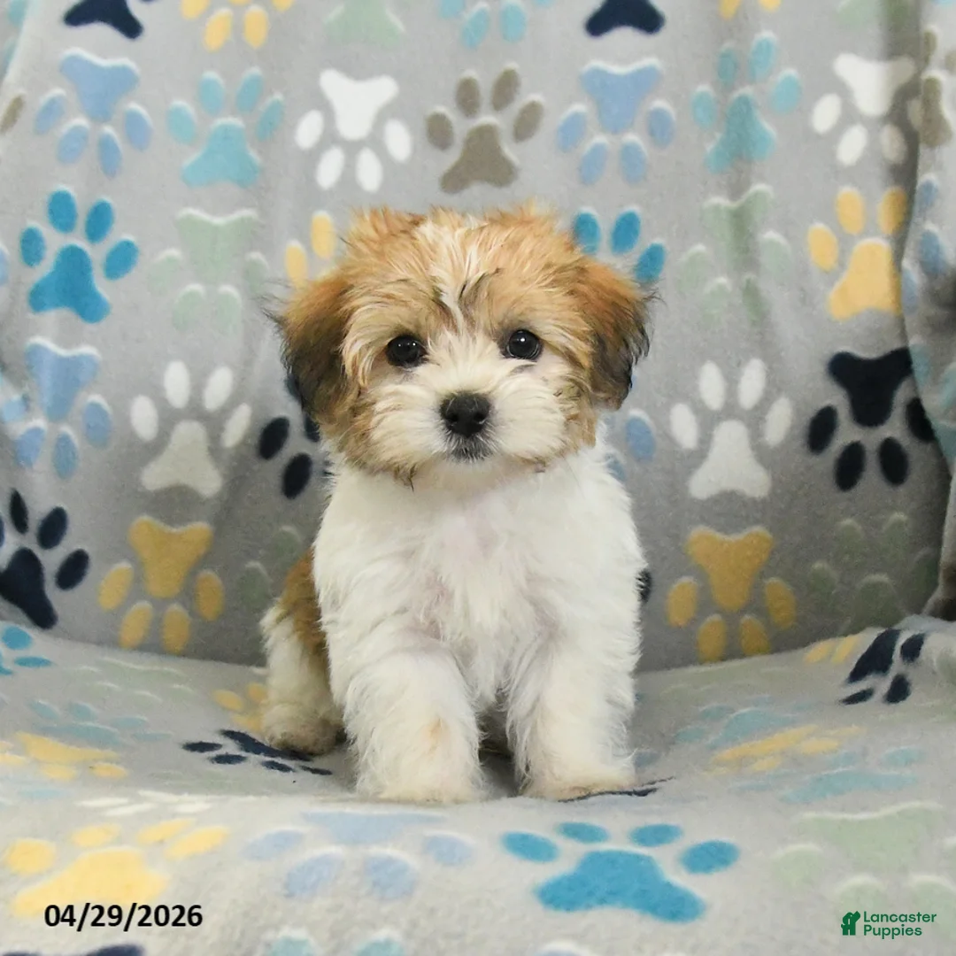 Mixed Breed dogs for sale: Ollie - Ad 1