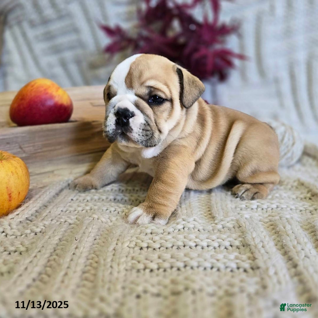 English Bulldog dogs for sale: Bear - Ad 13