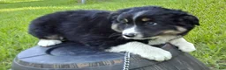 Australian Shepherd dogs for sale: Mitch - Ad 2