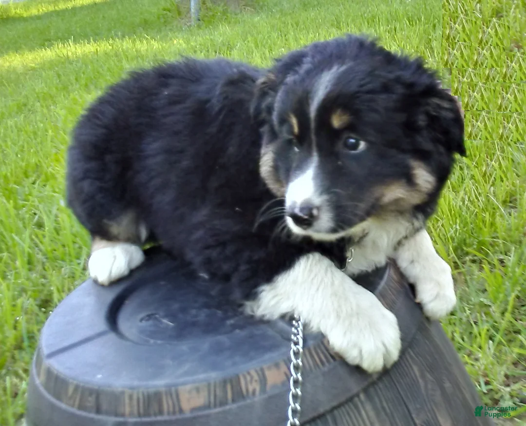Australian Shepherd dogs for sale: Mitch - Ad 2