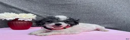 Yorkiepoo dogs for sale: Laser - Ad 5