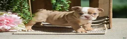 English Bulldog dogs for sale: Miley - Ad 5