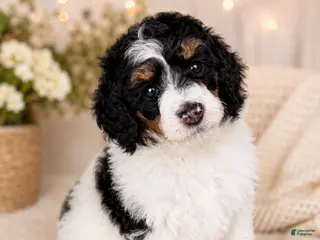 Miniature Poodle dogs for sale: Miniature Poodle Green - Ad 4