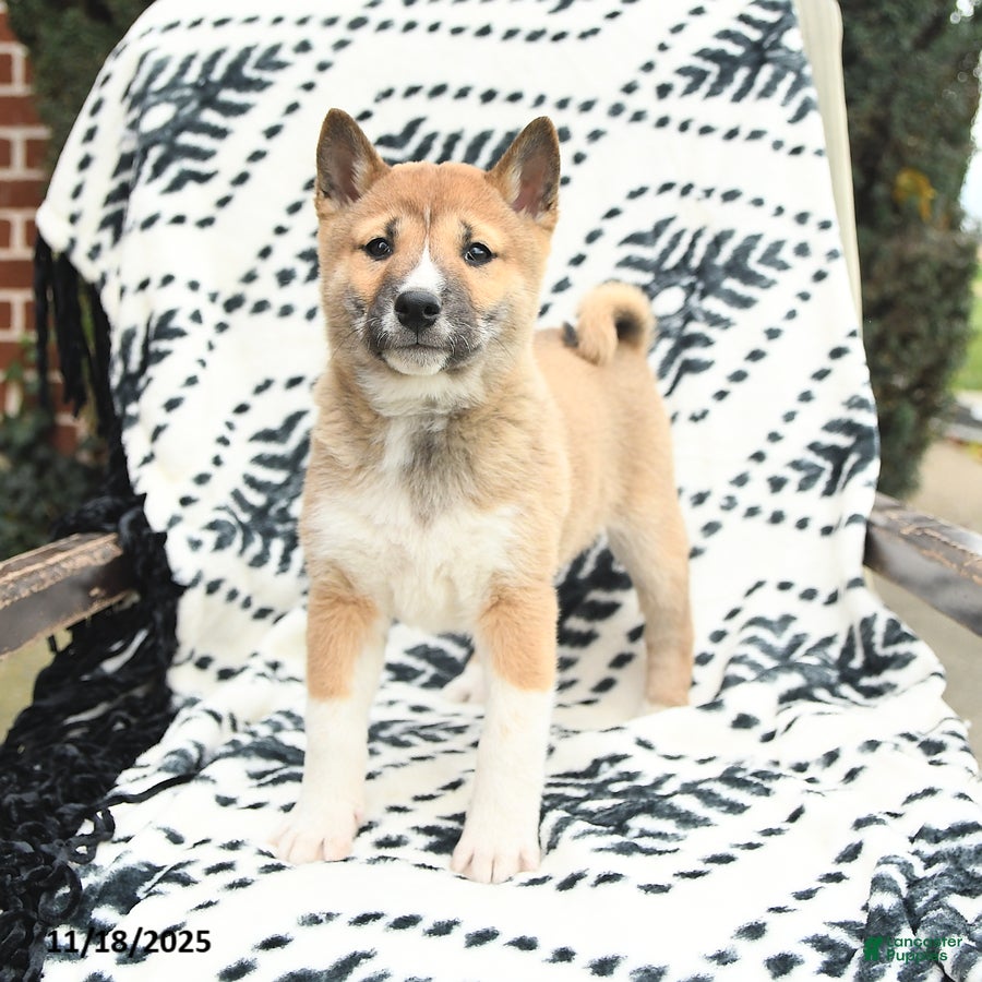 Shiba Inu dogs Nolan - Ad 15
