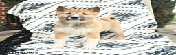 Shiba Inu dogs for sale: Nolan - Ad 1