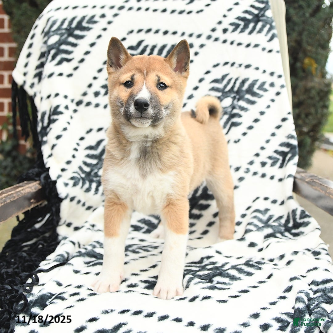 Shiba Inu dogs for sale: Nolan - Ad 1