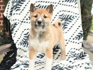 Shiba Inu dogs Nolan - Ad 30