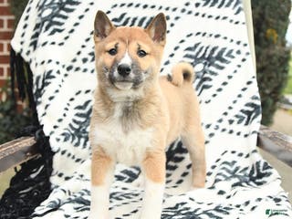 Shiba Inu dogs Nolan - Ad 12