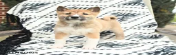 Shiba Inu dogs for sale: Nolan - Ad 1