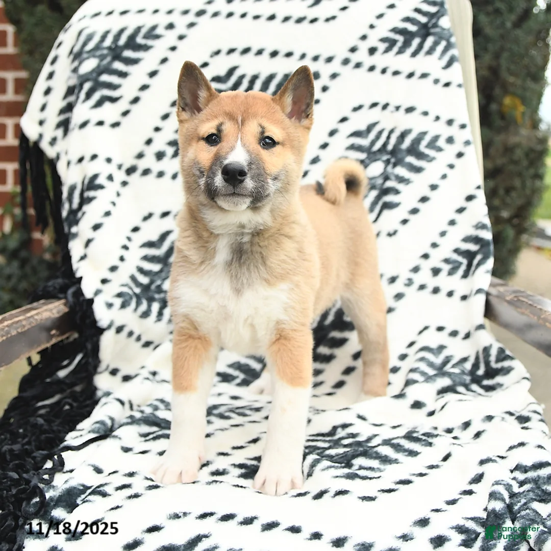 Shiba Inu dogs for sale: Nolan - Ad 1