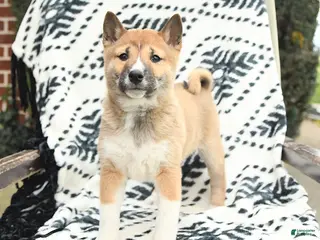 Shiba Inu dogs Nolan - Ad 13