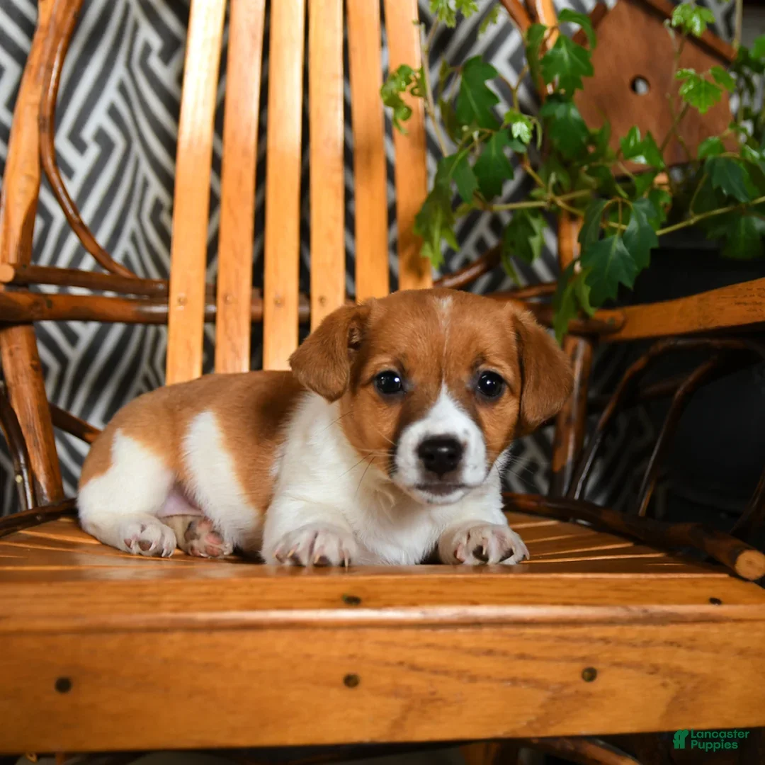 Jack Russell Terrier dogs for sale: Swiss - Ad 3