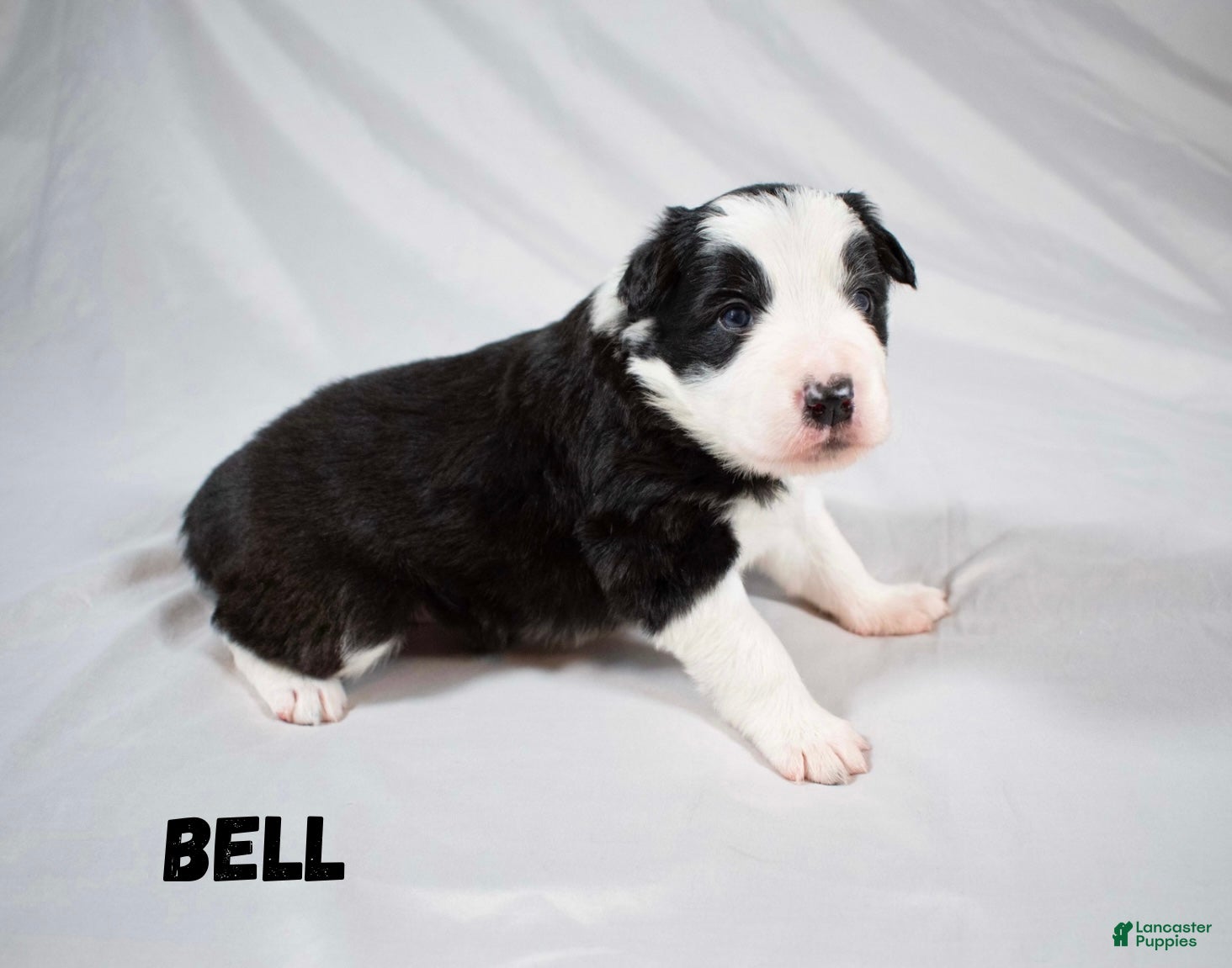 Border Collie dogs Border Collie “Bell” - Ad 25