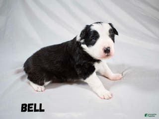 Border Collie dogs Border Collie “Bell” - Ad 25
