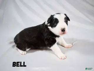 Border Collie dogs Border Collie “Bell” - Ad 1
