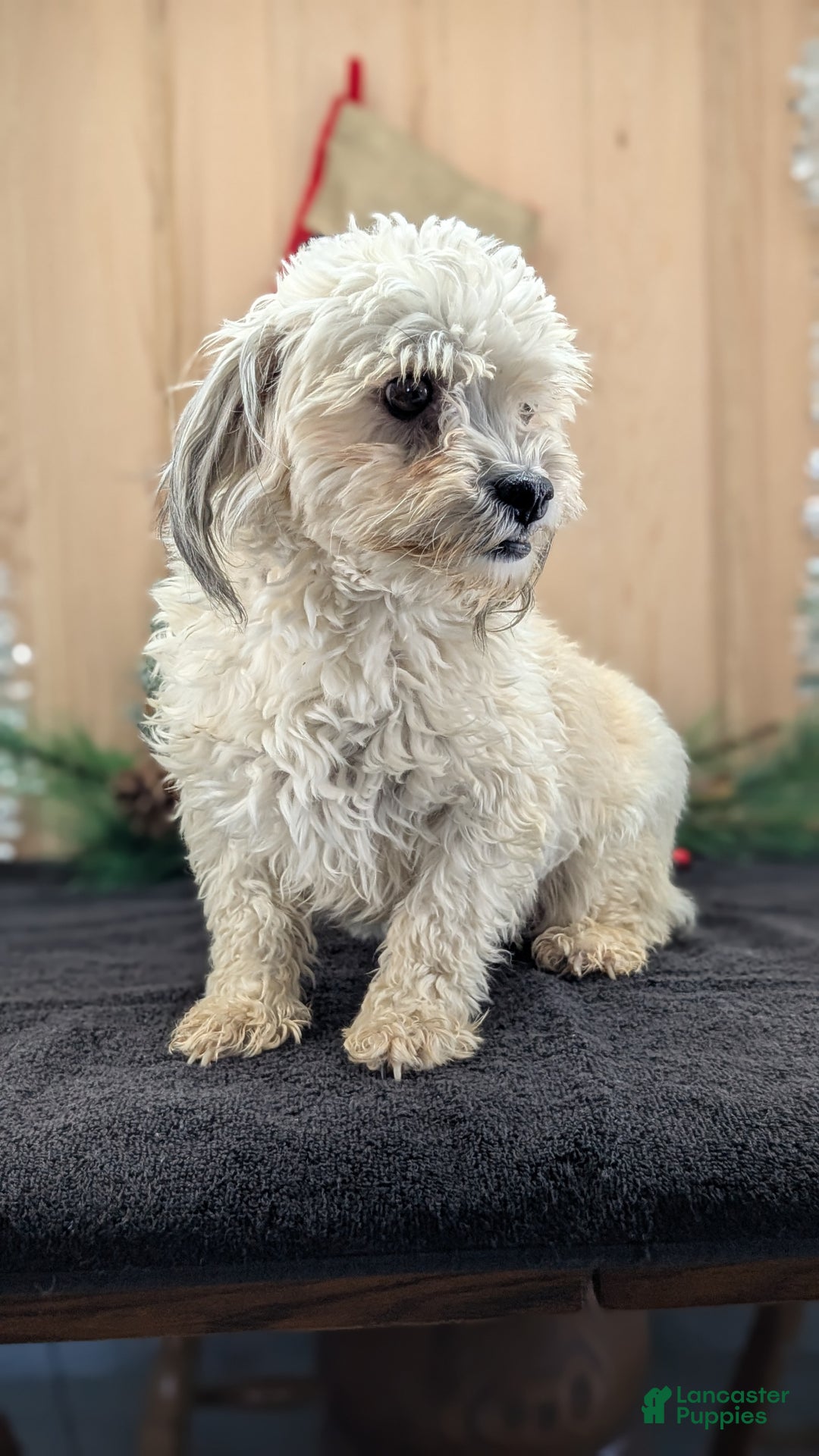 Havanese dogs for sale: Zya - Ad 9