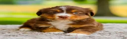 Miniature Australian Shepherd dogs for sale: George - Ad 5