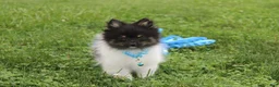 Pomeranian dogs for sale: Ziggy - Ad 7