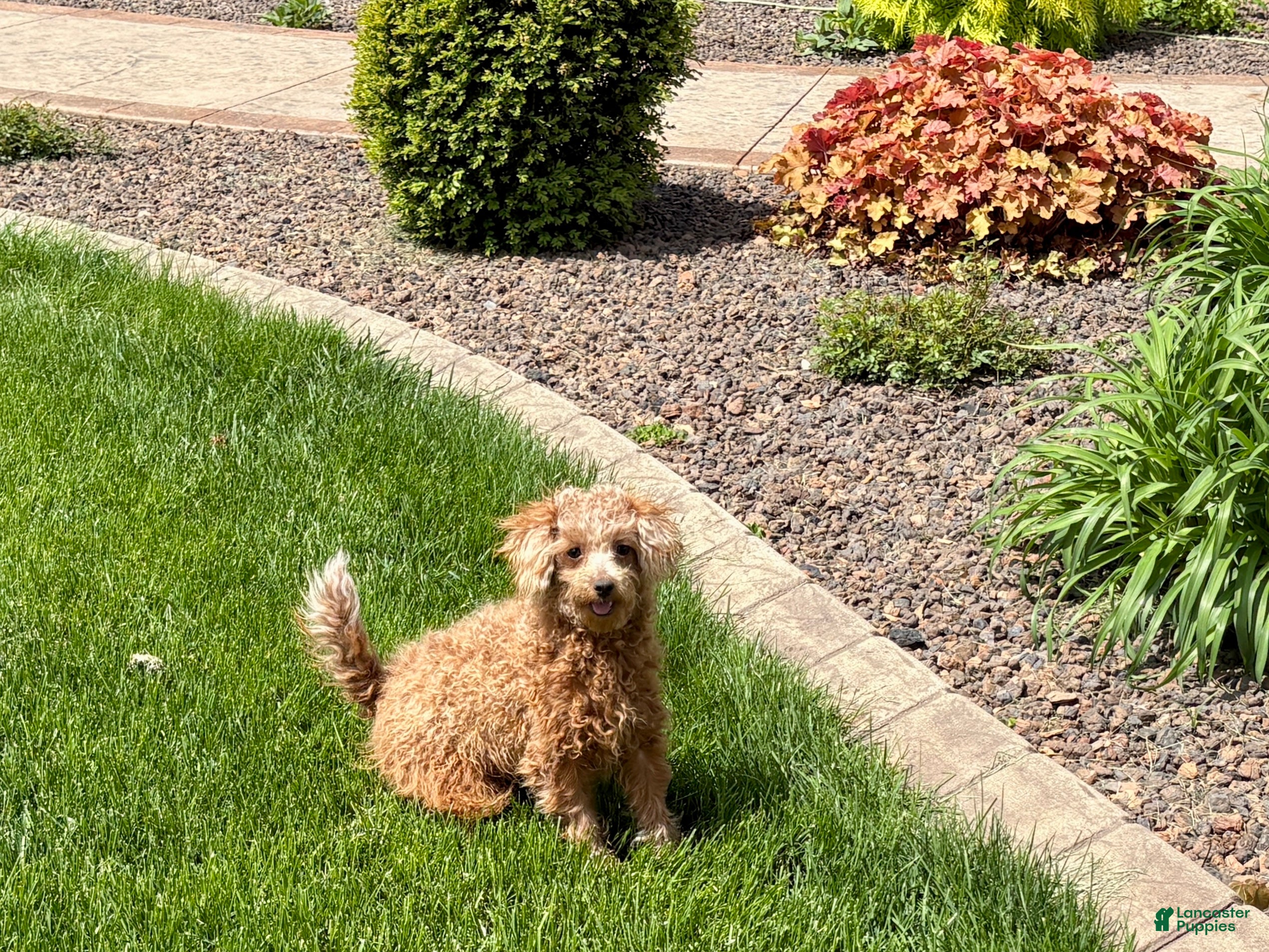Maltipoo dogs for sale: Red Honey  - Ad 2