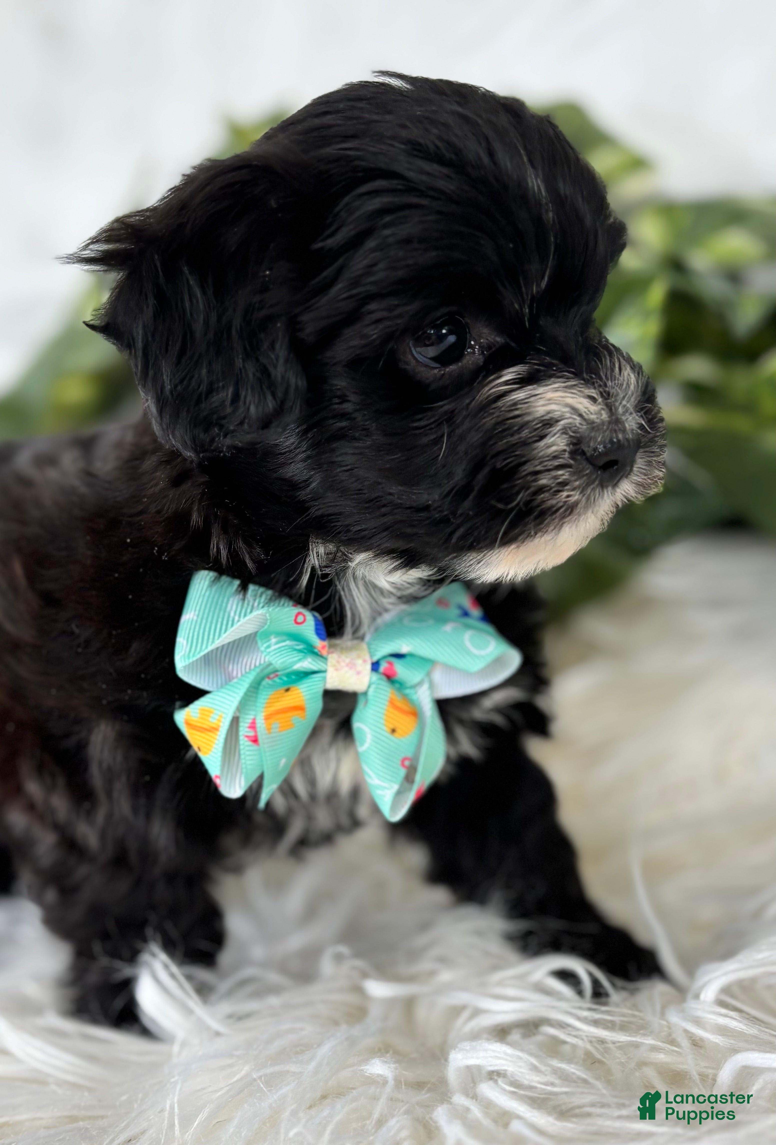 Morkie dogs Prince  - Ad 2